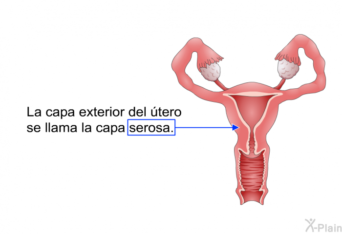 La capa exterior del tero se llama la capa serosa.