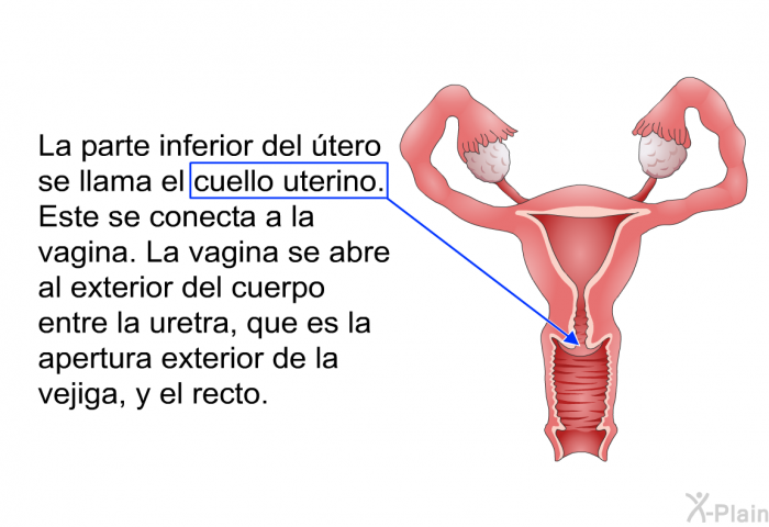 La parte inferior del tero se llama el cuello uterino. Este se conecta a la vagina. La vagina se abre al exterior del cuerpo entre la uretra, que es la apertura exterior de la vejiga, y el recto.