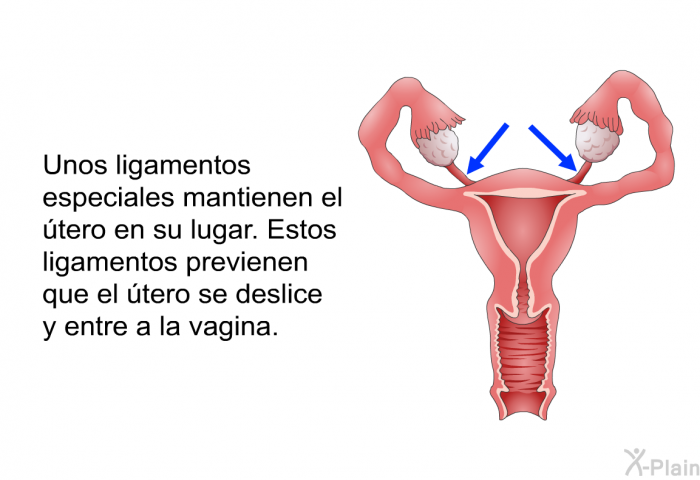 Unos ligamentos especiales mantienen el tero en su lugar. Estos ligamentos previenen que el tero se deslice y entre a la vagina.