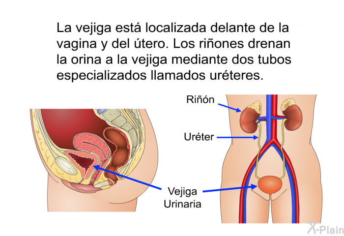 La vejiga est localizada delante de la vagina y del tero. Los riones drenan la orina a la vejiga mediante dos tubos especializados llamados urteres.