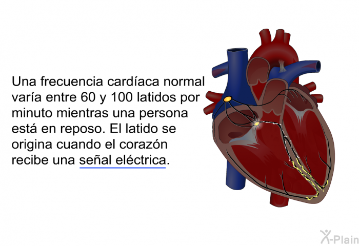 Una frecuencia cardaca normal vara entre 60 y 100 latidos por minuto mientras una persona est en reposo. El latido se origina cuando el corazn recibe una seal elctrica. 