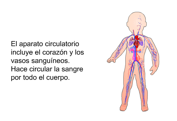 El aparato circulatorio incluye el corazn y los vasos sanguneos. Hace circular la sangre por todo el cuerpo.