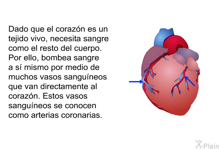 Dado que el corazn es un tejido vivo, necesita sangre como el resto del cuerpo. Por ello, bombea sangre a s mismo por medio de muchos vasos sanguneos que van directamente al corazn. Estos vasos sanguneos se conocen como arterias coronarias.