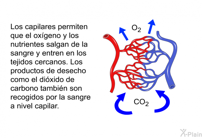 Los capilares permiten que el oxgeno y los nutrientes salgan de la sangre y entren en los tejidos cercanos. Los productos de desecho como el dixido de carbono tambin son recogidos por la sangre a nivel capilar.