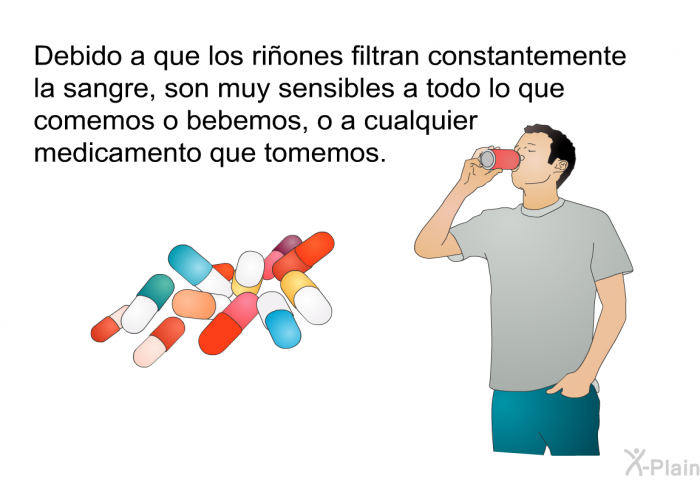 Debido a que los riones filtran constantemente la sangre, son muy sensibles a todo lo que comemos o bebemos, o a cualquier medicamento que tomemos.