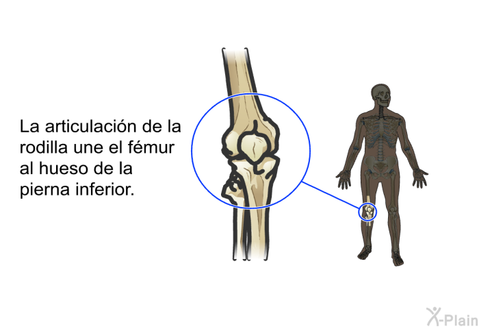 La articulacin de la rodilla une el fmur al hueso de la pierna inferior.