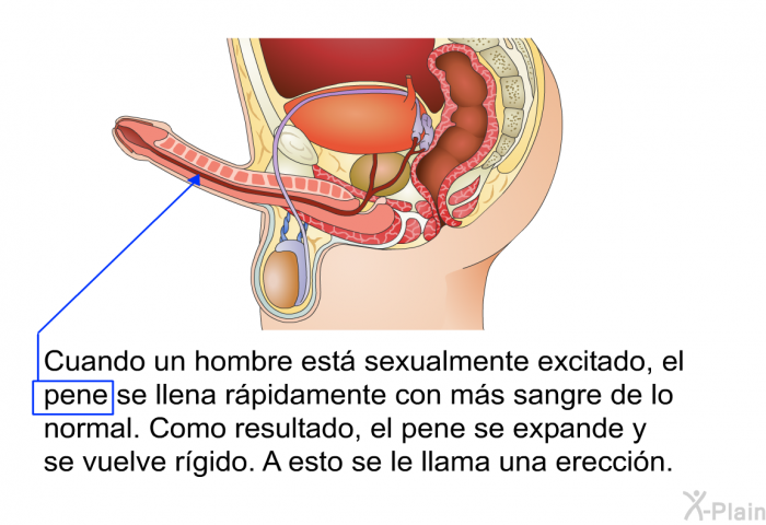Cuando un hombre est sexualmente excitado, el pene se llena rpidamente con ms sangre de lo normal. Como resultado, el pene se expande y se vuelve rgido. A esto se le llama una ereccin.