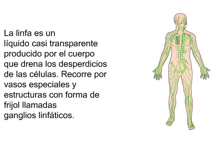 La linfa es un lquido casi transparente producido por el cuerpo que drena los desperdicios de las clulas. Recorre por vasos especiales y estructuras con forma de frijol llamadas ganglios linfticos.