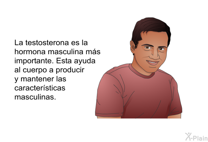 La testosterona es la hormona masculina ms importante. Esta ayuda al cuerpo a producir y mantener las caractersticas masculinas.
