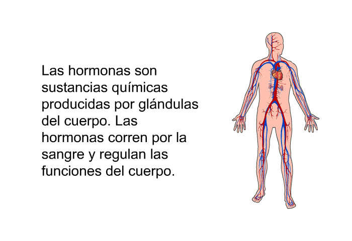 Las hormonas son sustancias qumicas producidas por glndulas del cuerpo. Las hormonas corren por la sangre y regulan las funciones del cuerpo.