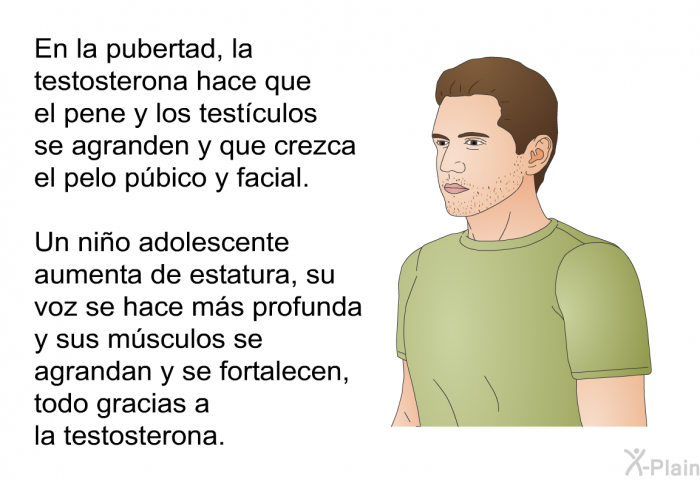 En la pubertad, la testosterona hace que el pene y los testculos se agranden y que crezca el pelo pbico y facial. Un nio adolescente aumenta de estatura, su voz se hace ms profunda y sus msculos se agrandan y se fortalecen, todo gracias a la testosterona.