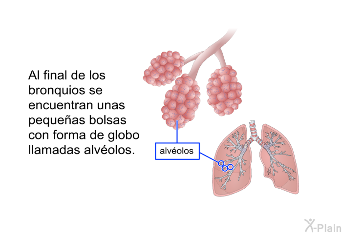 Al final de los bronquios se encuentran unas pequeas bolsas con forma de globo llamadas <I>alvolos</I>.