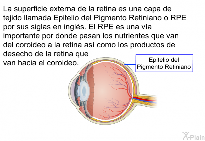 La superficie externa de la retina es una capa de tejido llamada Epitelio del Pigmento Retiniano o RPE por sus siglas en ingls. El RPE es una va importante por donde pasan los nutrientes que van del coroideo a la retina as como los productos de desecho de la retina que van hacia el coroideo.