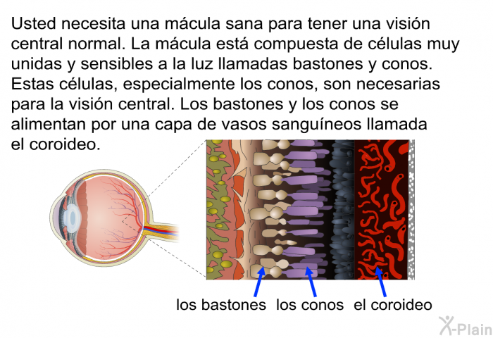 Usted necesita una mcula sana para tener una visin central normal. La mcula est compuesta de clulas muy unidas y sensibles a la luz llamadas bastones y conos. Estas clulas, especialmente los conos, son necesarias para la visin central. Los bastones y los conos se alimentan por una capa de vasos sanguneos llamada el coroideo.