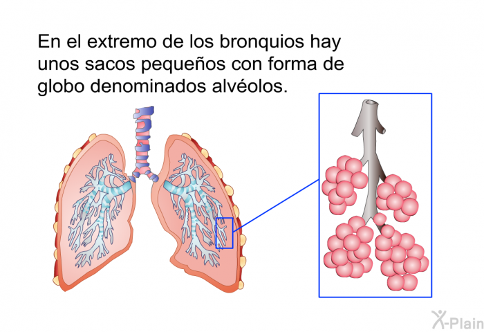 En el extremo de los bronquios hay unos sacos pequeos con forma de globo denominados alvolos.