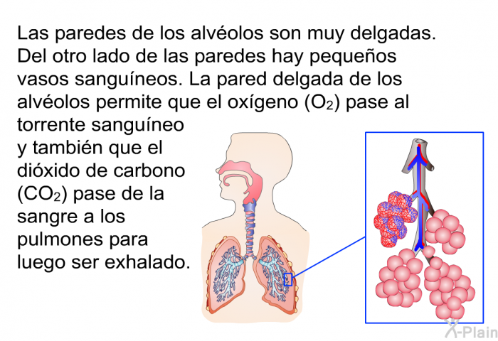 Las paredes de los alvolos son muy delgadas. Del otro lado de las paredes hay pequeos vasos sanguneos. La pared delgada de los alvolos permite que el oxgeno (O<SUB>2</SUB>) pase al torrente sanguneo y tambin que el dixido de carbono (CO<SUB>2</SUB>) pase de la sangre a los pulmones para luego ser exhalado.