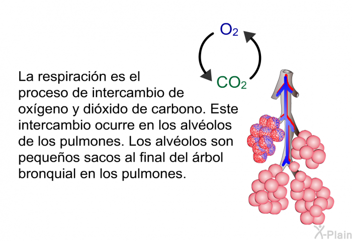 La respiracin es el proceso de intercambio de oxgeno y dixido de carbono. Este intercambio ocurre en los alvolos de los pulmones. Los alvolos son pequeos sacos al final del rbol bronquial en los pulmones.