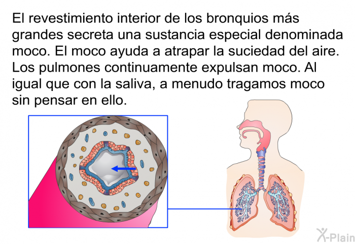 El revestimiento interior de los bronquios ms grandes secreta una sustancia especial denominada moco. El moco ayuda a atrapar la suciedad del aire. Los pulmones continuamente expulsan moco. Al igual que con la saliva, a menudo tragamos moco sin pensar en ello.