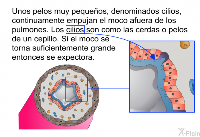 Unos pelos muy pequeos, denominados cilios, continuamente empujan el moco afuera de los pulmones. Los cilios son como las cerdas o pelos de un cepillo. Si el moco se torna suficientemente grande entonces se expectora.