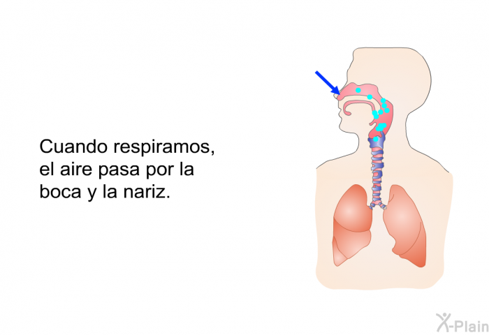 Cuando respiramos, el aire pasa por la boca y la nariz.