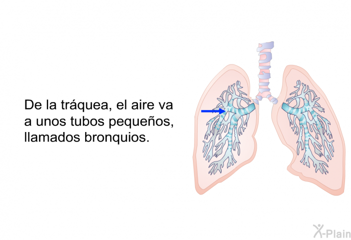 De la trquea, el aire va a unos tubos pequeos, llamados bronquios.