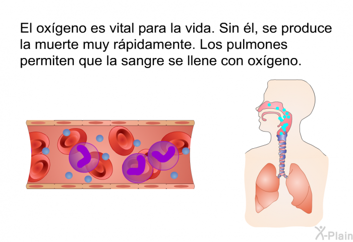 El oxgeno es vital para la vida. Sin l, se produce la muerte muy rpidamente. Los pulmones permiten que la sangre se llene con oxgeno.