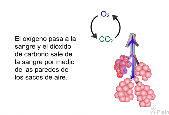 El oxgeno pasa a la sangre y el dixido de carbono sale de la sangre por medio de las paredes de los sacos de aire.