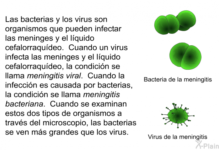 Las bacterias y los virus son organismos que pueden infectar las meninges y el lquido cefalorraqudeo. Cuando un virus infecta las meninges y el lquido cefalorraqudeo, la condicin se llama <I>meningitis viral</I>. Cuando la infeccin es causada por bacterias, la condicin se llama <I>meningitis bacteriana</I>. Cuando se examinan estos dos tipos de organismos a travs del microscopio, las bacterias se ven ms grandes que los virus.