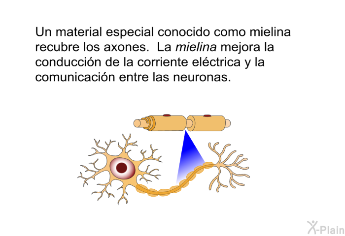 Un material especial conocido como <I>mielina</I> recubre los axones. La mielina mejora la conduccin de la corriente elctrica y la comunicacin entre las neuronas.