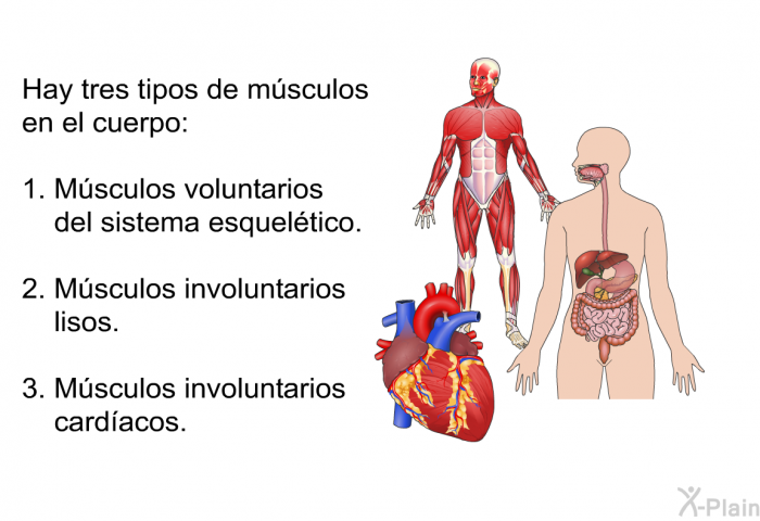 Hay tres tipos de msculos en el cuerpo:  Msculos voluntarios del sistema esqueltico. Msculos involuntarios lisos. Msculos involuntarios cardacos.