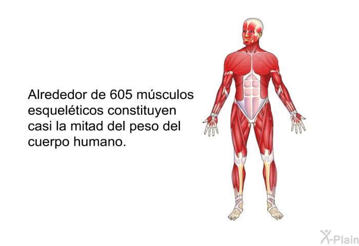 Alrededor de 605 msculos esquelticos constituyen casi la mitad del peso del cuerpo humano.