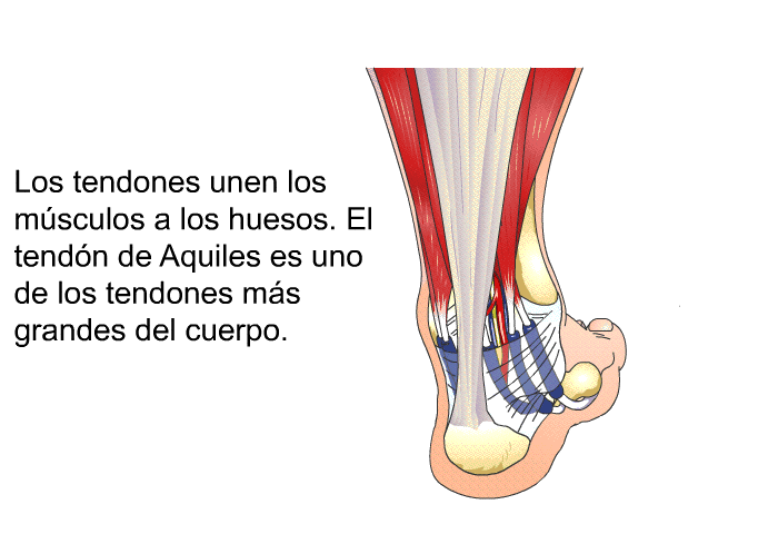 Los tendones unen los m�sculos a los huesos. El tend�n de Aquiles es uno de los tendones m�s grandes del cuerpo.