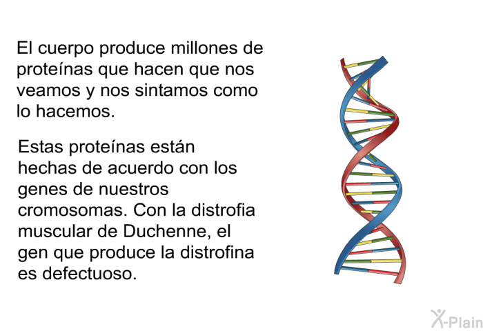 El cuerpo produce millones de protenas que hacen que nos veamos y nos sintamos como lo hacemos. Estas protenas estn hechas de acuerdo con los genes de nuestros cromosomas. Con la distrofia muscular de Duchenne, el gen que produce la distrofina es defectuoso.