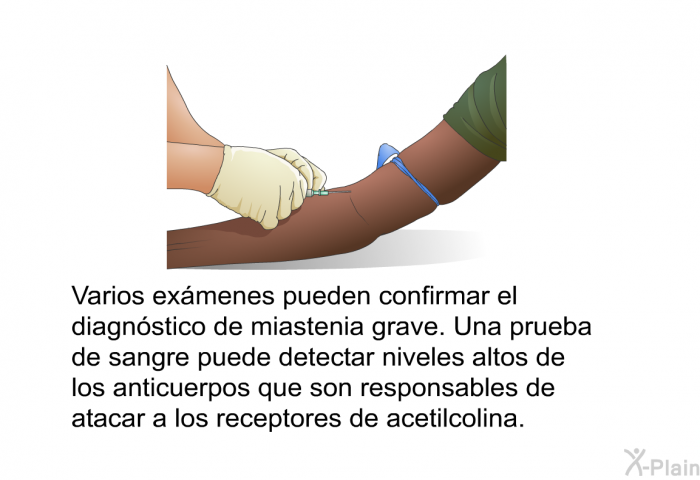 Varios exmenes pueden confirmar el diagnstico de miastenia grave. Una prueba de sangre puede detectar niveles altos de los anticuerpos que son responsables de atacar a los receptores de acetilcolina.