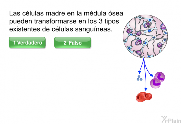 Las clulas madre en la mdula sea pueden transformarse en los 3 tipos existentes de clulas sanguneas.