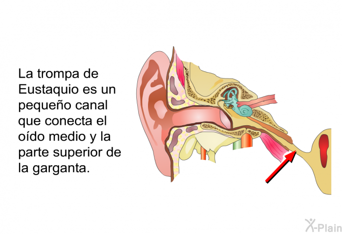 La <I>trompa de Eustaquio</I> es un pequeo canal que conecta el odo medio y la parte superior de la garganta.