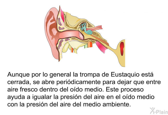 Aunque por lo general la trompa de Eustaquio est cerrada, se abre peridicamente para dejar que entre aire fresco dentro del odo medio. Este proceso ayuda a igualar la presin del aire en el odo medio con la presin del aire del medio ambiente.