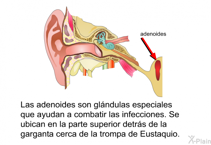 Las adenoides son glndulas especiales que ayudan a combatir las infecciones. Se ubican en la parte superior detrs de la garganta cerca de la trompa de Eustaquio. 