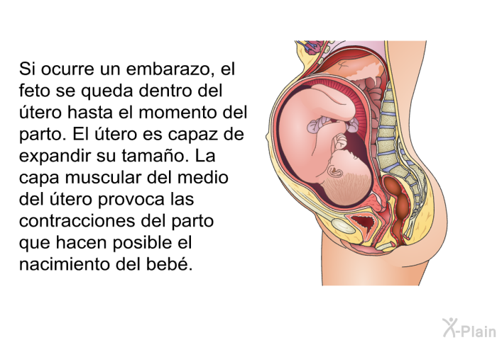 Si ocurre un embarazo, el feto se queda dentro del tero hasta el momento del parto. El tero es capaz de expandir su tamao. La capa muscular del medio del tero provoca las contracciones del parto que hacen posible el nacimiento del beb.