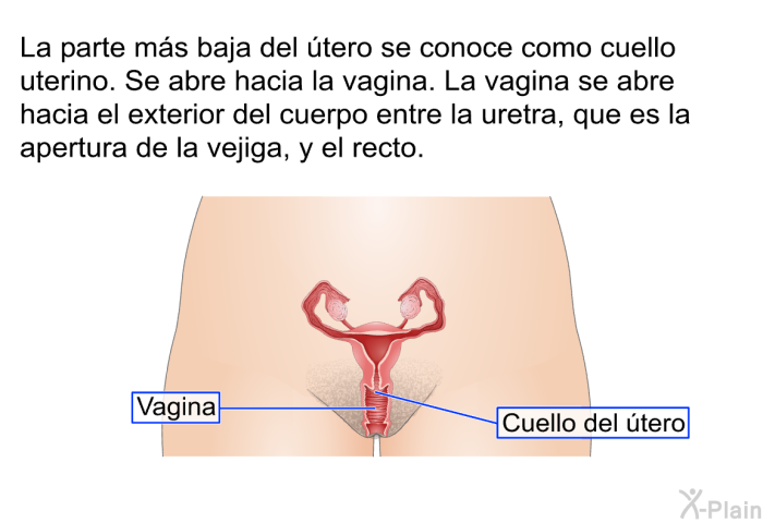 La parte ms baja del tero se conoce como cuello uterino. Se abre hacia la vagina. La vagina se abre hacia el exterior del cuerpo entre la uretra, que es la apertura de la vejiga, y el recto.