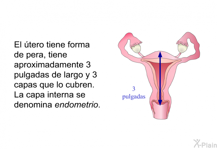 El tero tiene forma de pera, tiene aproximadamente 3 pulgadas de largo y 3 capas que lo cubren. La capa interna se denomina <I>endometrio</I>. 