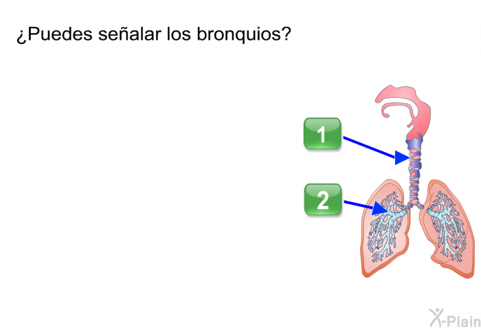 ¿Puedes sealar los bronquios? Presiona 1 o 2