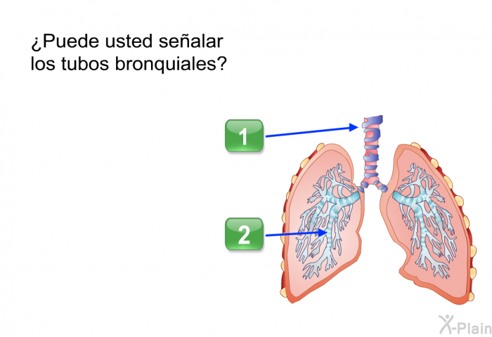 ¿Puede usted sealar los tubos bronquiales?