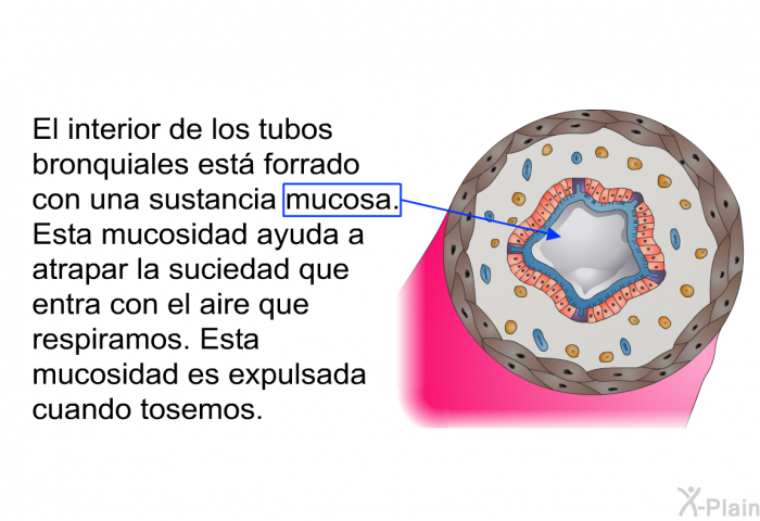 El interior de los tubos bronquiales est forrado con una sustancia mucosa. Esta mucosidad ayuda a atrapar la suciedad que entra con el aire que respiramos. Esta mucosidad es expulsada cuando tosemos.