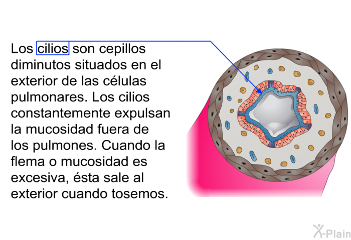 Los cilios son cepillos diminutos situados en el exterior de las clulas pulmonares. Los cilios constantemente expulsan la mucosidad fuera de los pulmones. Cuando la flema o mucosidad es excesiva, sta sale al exterior cuando tosemos.