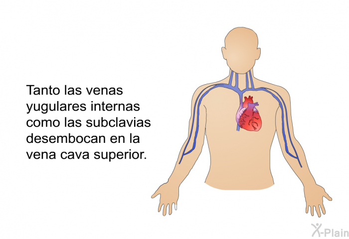 Tanto las venas yugulares internas como las subclavias desembocan en la vena cava superior.