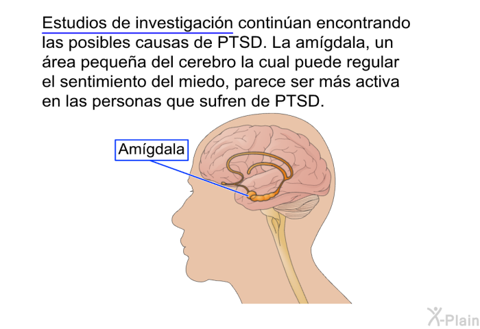 Estudios de investigacin continan encontrando las posibles causas de PTSD. La amgdala, un rea pequea del cerebro la cual puede regular el sentimiento del miedo, parece ser ms activa en las personas que sufren de PTSD.