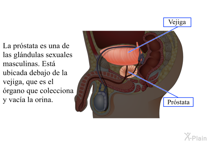 La prstata es una de las glndulas sexuales masculinas. Est ubicada debajo de la vejiga, que es el rgano que colecciona y vaca la orina.