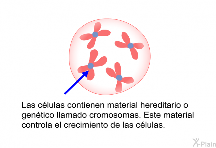 Las clulas contienen material hereditario o gentico llamado cromosomas. Este material controla el crecimiento de las clulas.