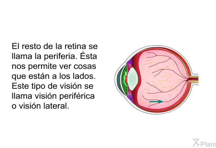 El resto de la retina se llama la periferia. Ésta nos permite ver cosas que estn a los lados. Este tipo de visin se llama visin perifrica o visin lateral.